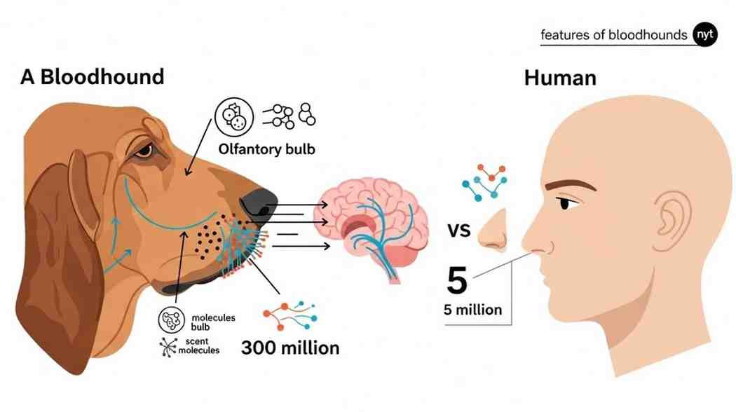features of bloodhounds nyt