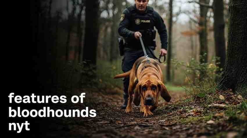 features of bloodhounds nyt